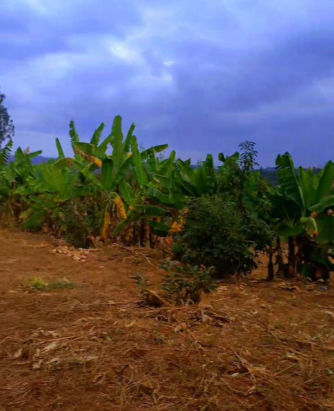 Makuyu Muli Farm One Acre Land