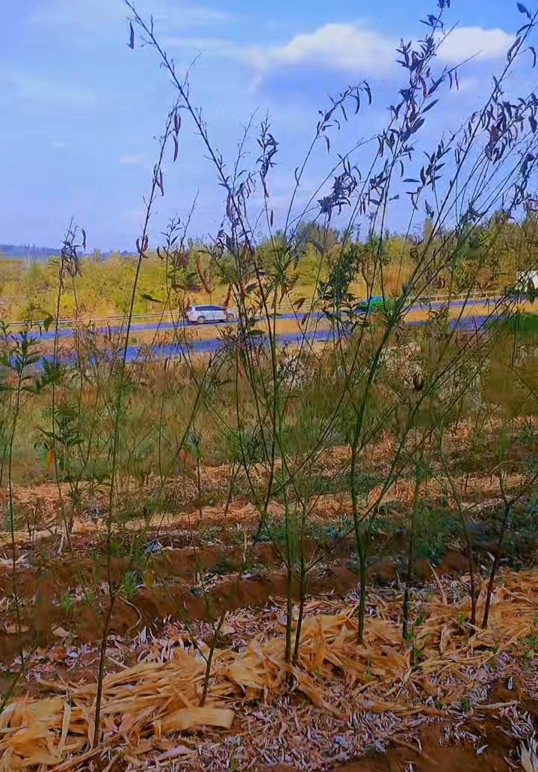 Muranga Makuyu Half Acre Land For Sale