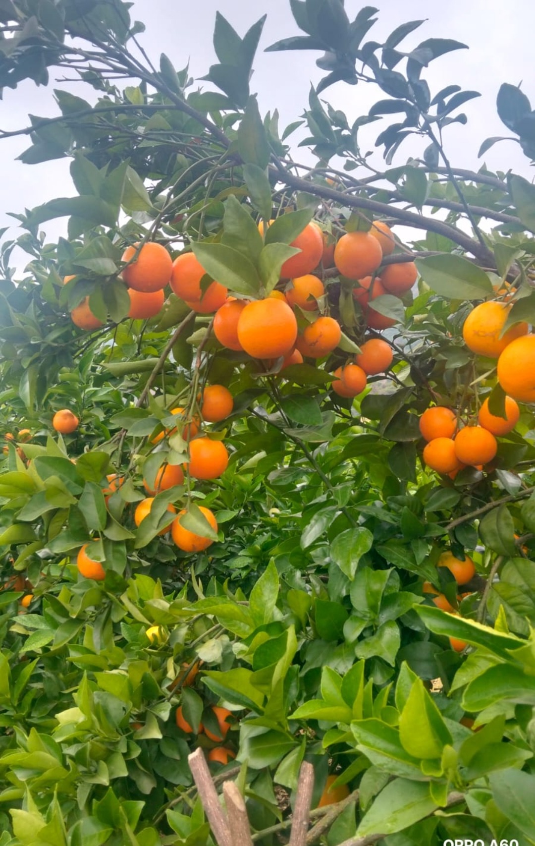 Makueni Land For Sale – One Acre Orchard – Agricultural Affordable Land